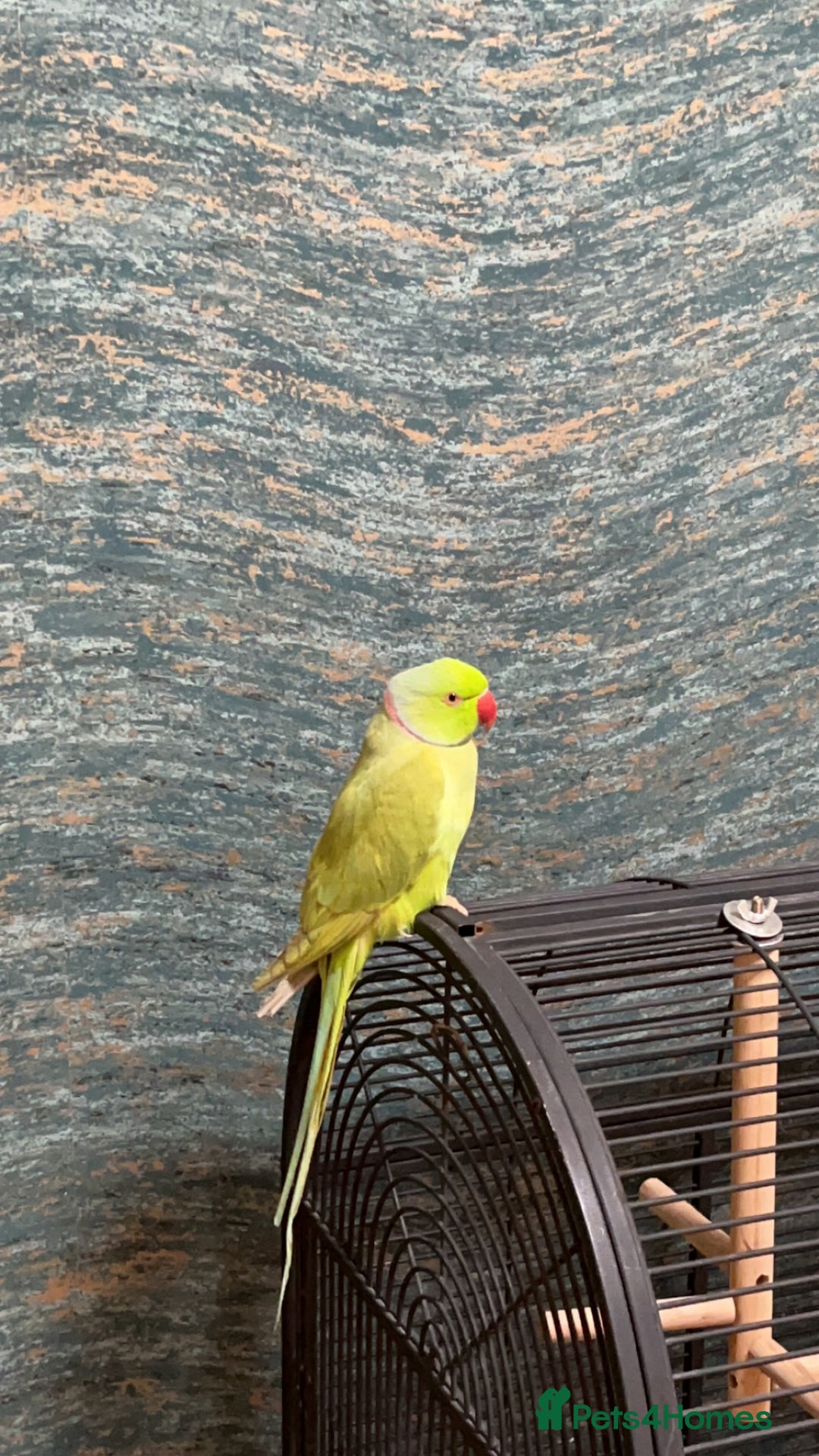 Ringnecks birds for sale: Ringneck for sale - Advert 1