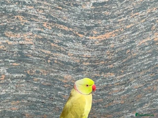 Ringnecks birds Ringneck for sale - Advert 1