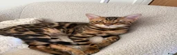 Bengal cats for sale: Two Bengal Kittens - Advert 2