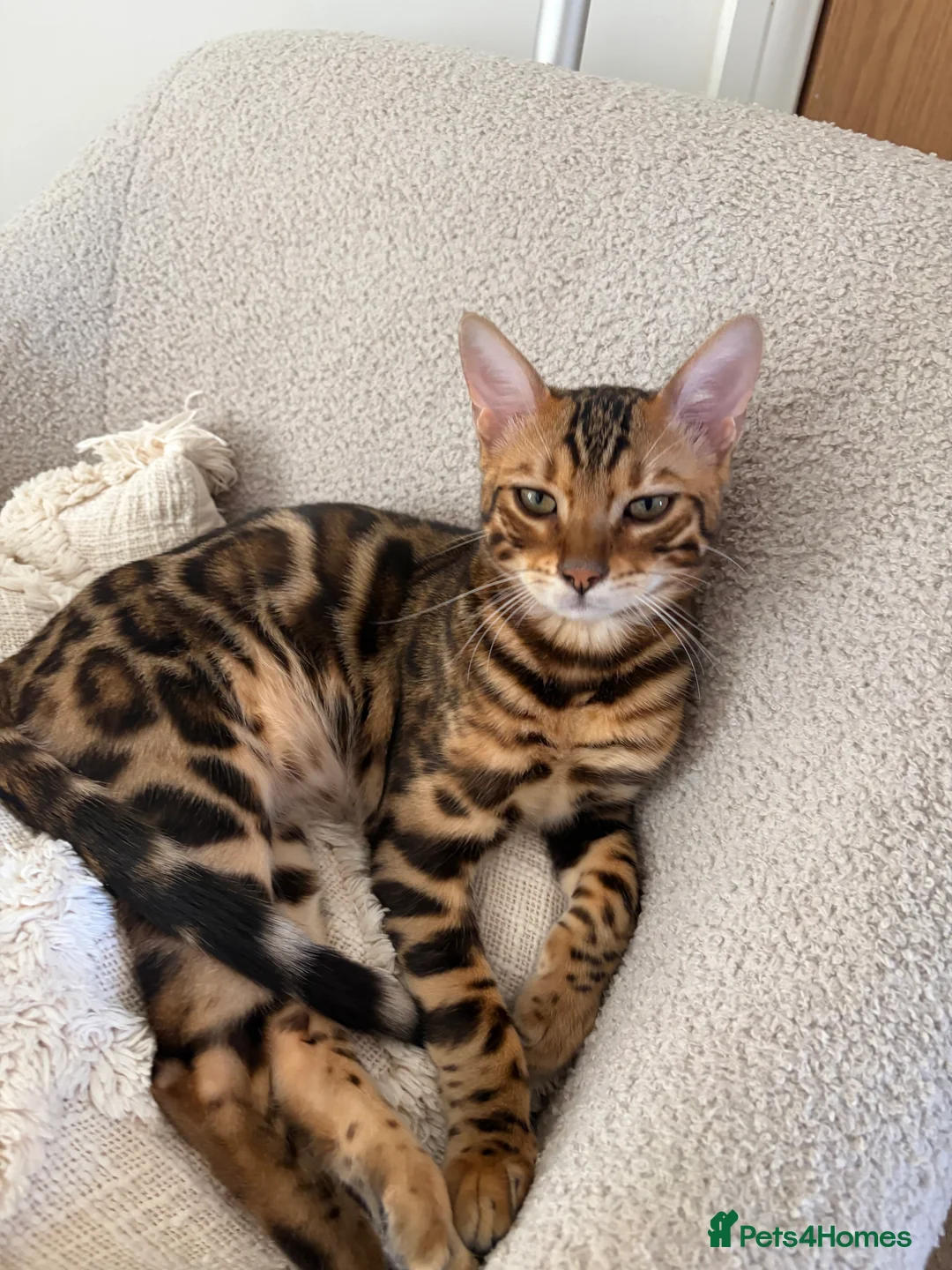 Bengal cats for sale: Two Bengal Kittens - Advert 2