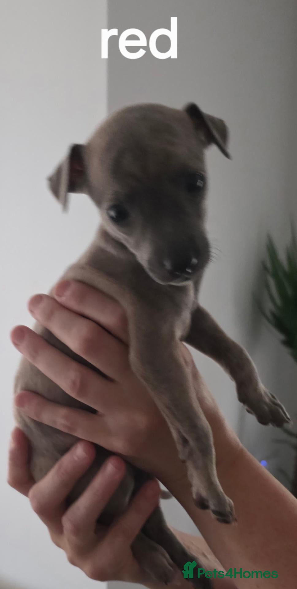 Mixed Breed dogs Stunning whippet/Italian greyhound puppies(wiggys) - Advert 4
