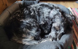Sprocker dogs for sale: STRIKING SPROCKER SPANIEL PUPPIES  - Image 24