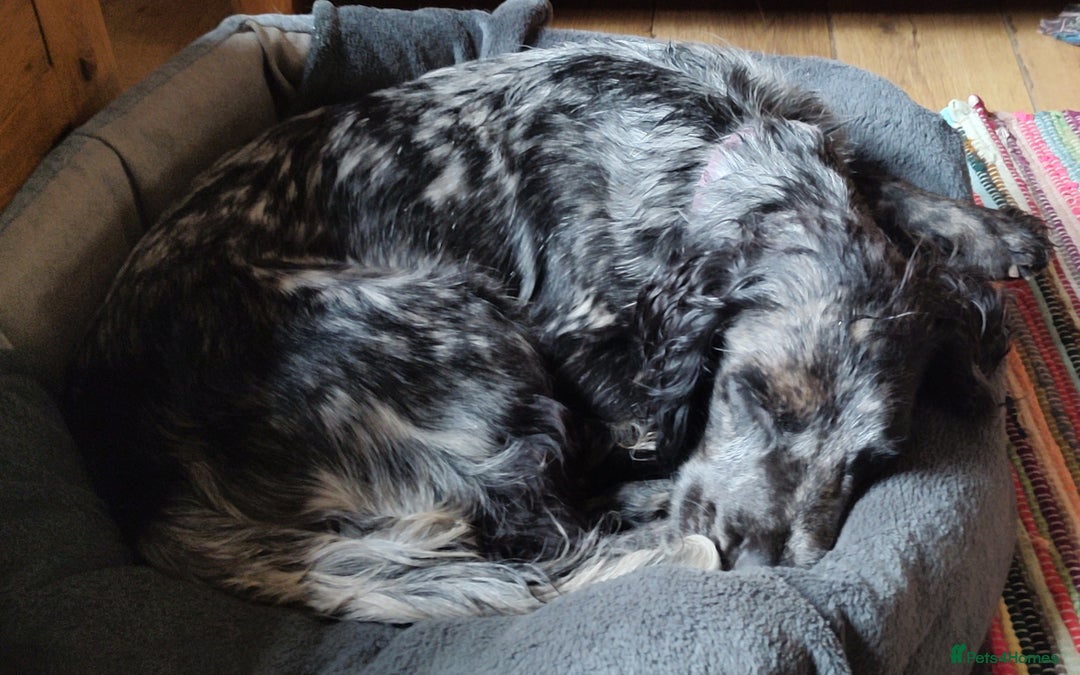 Sprocker dogs for sale: STRIKING SPROCKER SPANIEL PUPPIES  - Image 24