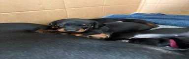 Miniature Dachshund 1 🧡