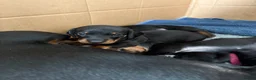 Miniature Dachshund dogs for sale: Black and tan miniature dachshund puppies   - Advert 11
