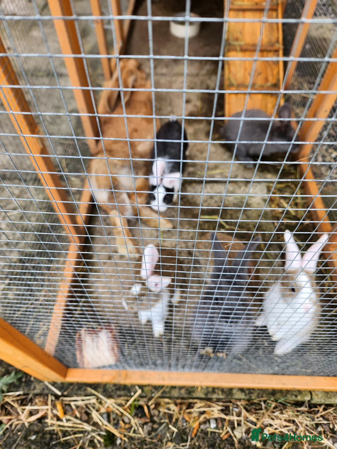 Continental Giant rabbits for sale: Continental giant rabbits in Whitehaven - Advert 1