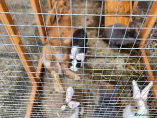 Continental Giant rabbits Continental giant rabbits - Advert 18