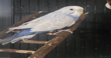 Budgerigars birds - Advert 16
