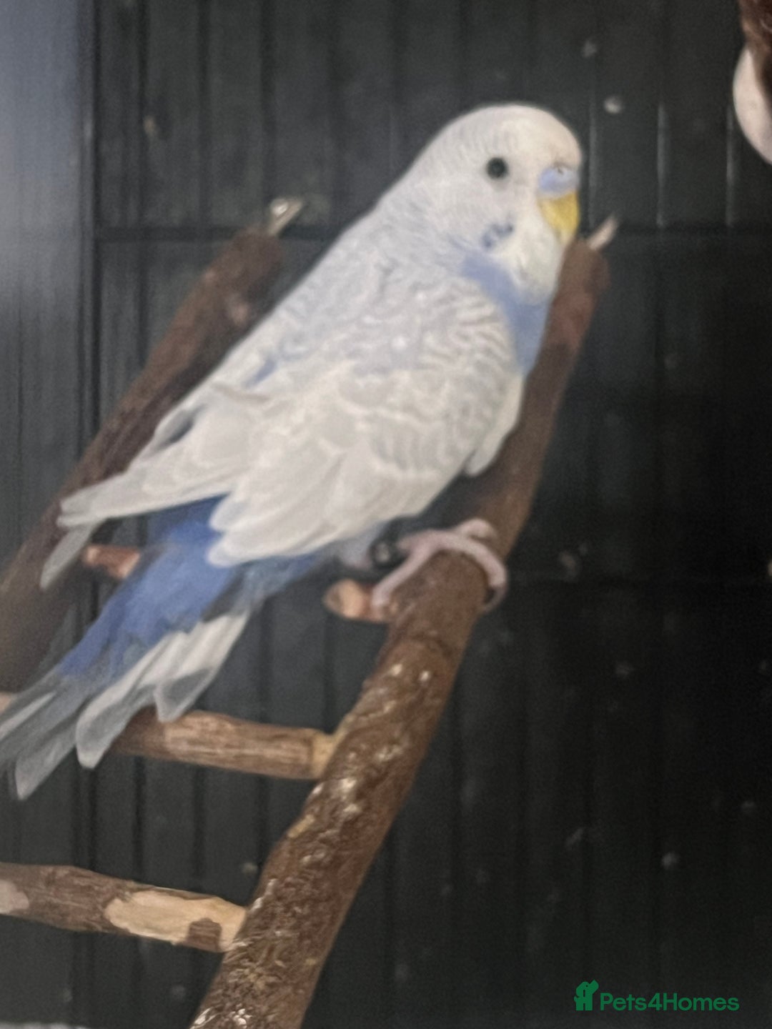 Budgerigars birds for sale: Blue and White Greywing Male Budgie  - Image 3