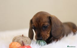 Miniature Dachshund dogs for sale: One Boy Ready now KC Reg, Champion Sired  - Image 2