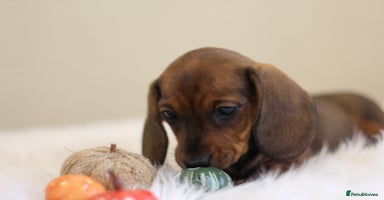 Miniature Dachshund dogs - Advert 4
