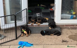Rottweiler dogs for sale: Family bred and loved Rottweiller puppies - Image 18
