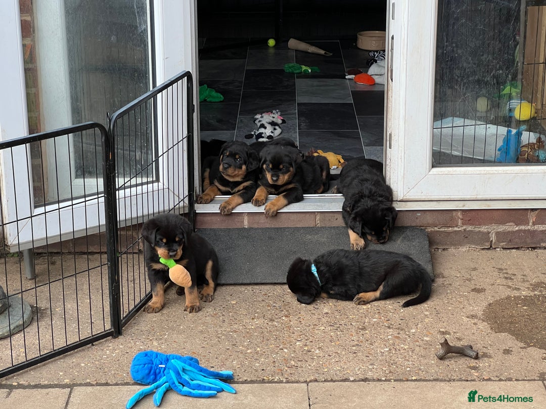 Rottweiler dogs for sale: Family bred and loved Rottweiller puppies - Image 18