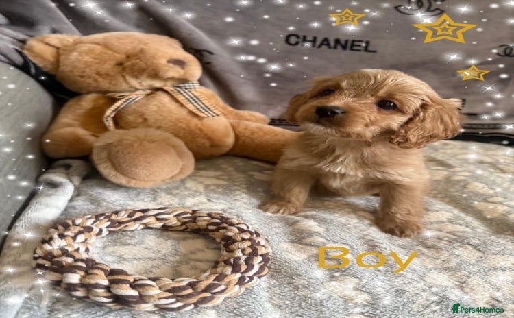 Cavapoo dogs - Advert 2