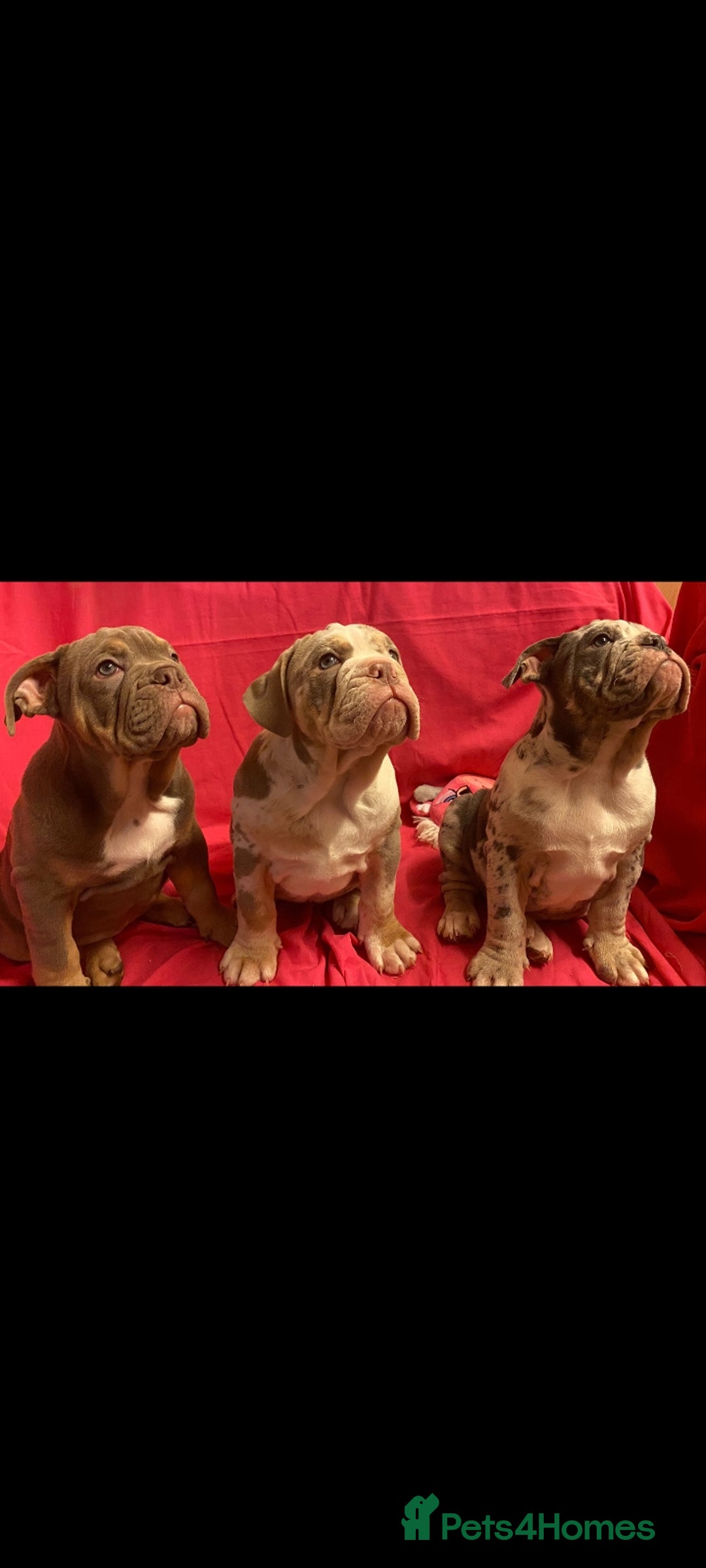 Mixed Breed dogs for sale: F1 olde English bulldog - Advert 23