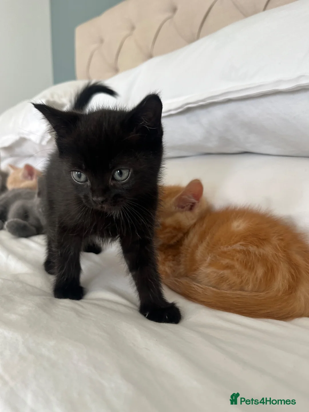 Ragdoll cats for sale: Friendly well handled black ragdoll x short hair  - Advert 2