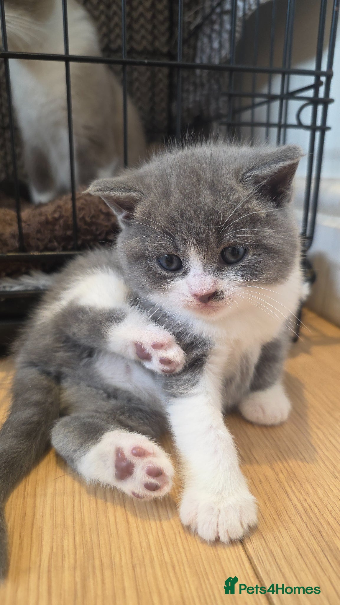 British Shorthair cats 1 Beautiful Short Haired Girl Left - Advert 15