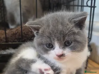 British Shorthair cats 1 Beautiful Short Haired Girl Left - Advert 10