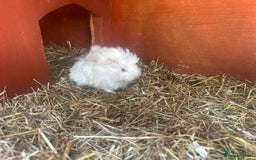 Guinea Pig rodents for sale: Gorgeous fluffy baby boy guinea pig - Image 4