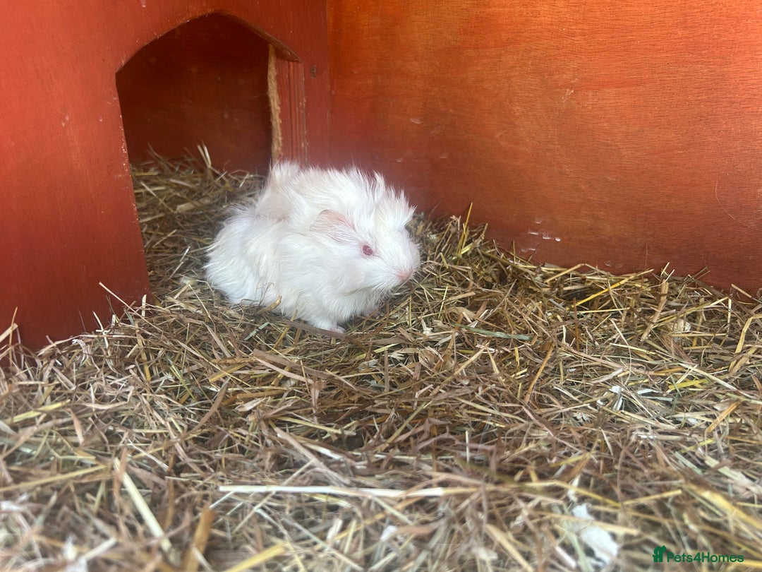 Guinea Pig rodents for sale: Gorgeous fluffy baby boy guinea pig - Image 4