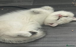 British Shorthair cats for sale: ❤️ White, gold tipped British shorthairs ❤️ in Slough - Image 10