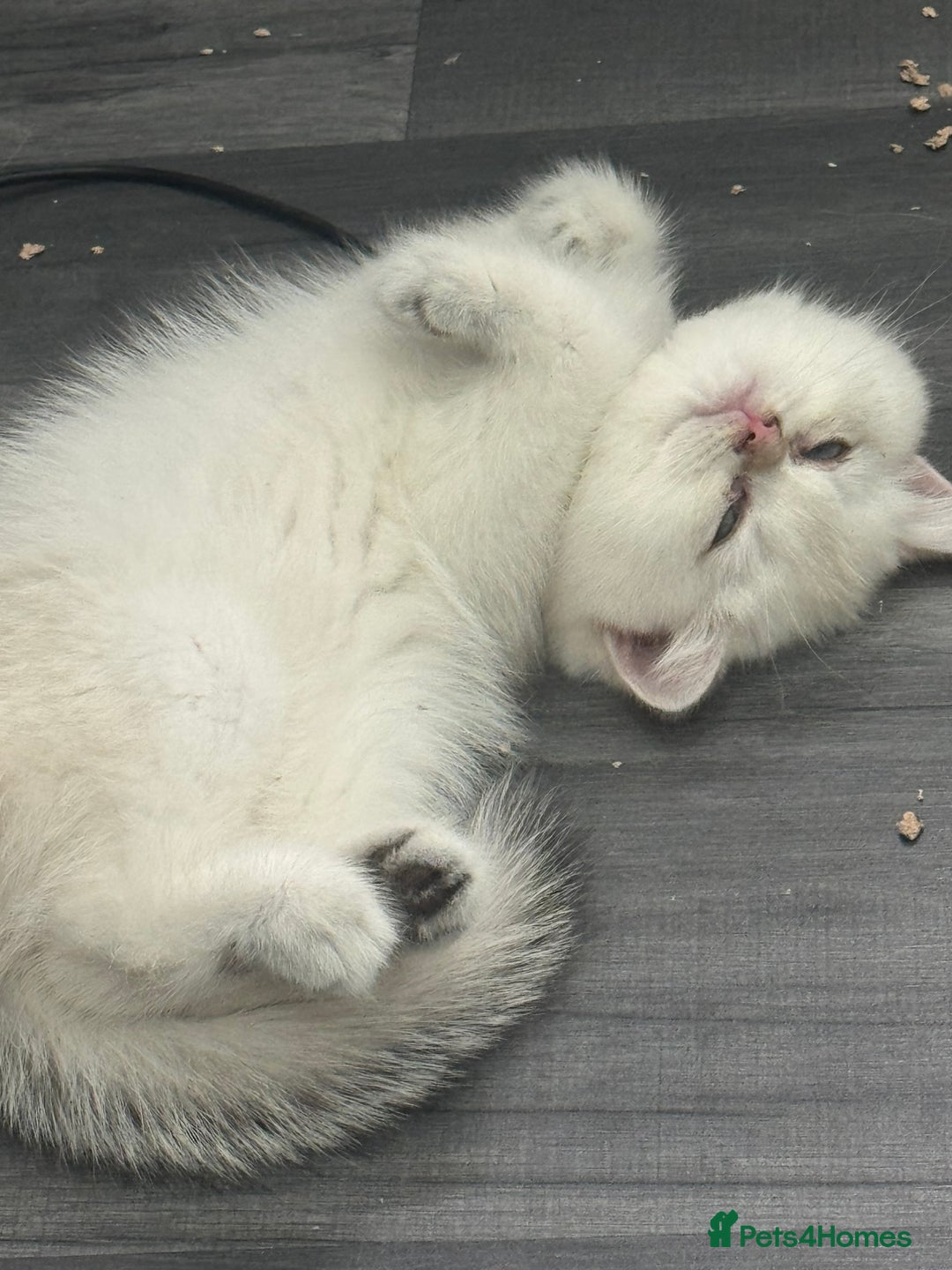 British Shorthair cats for sale: ❤️ White, gold tipped British shorthairs ❤️ in Slough - Image 10