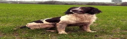 English Springer Spaniel dogs for sale: Beautiful Springer Spaniel Puppies For Sale  - Advert 31