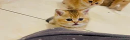 British Shorthair cats for sale: British Shorthairs  - Advert 17
