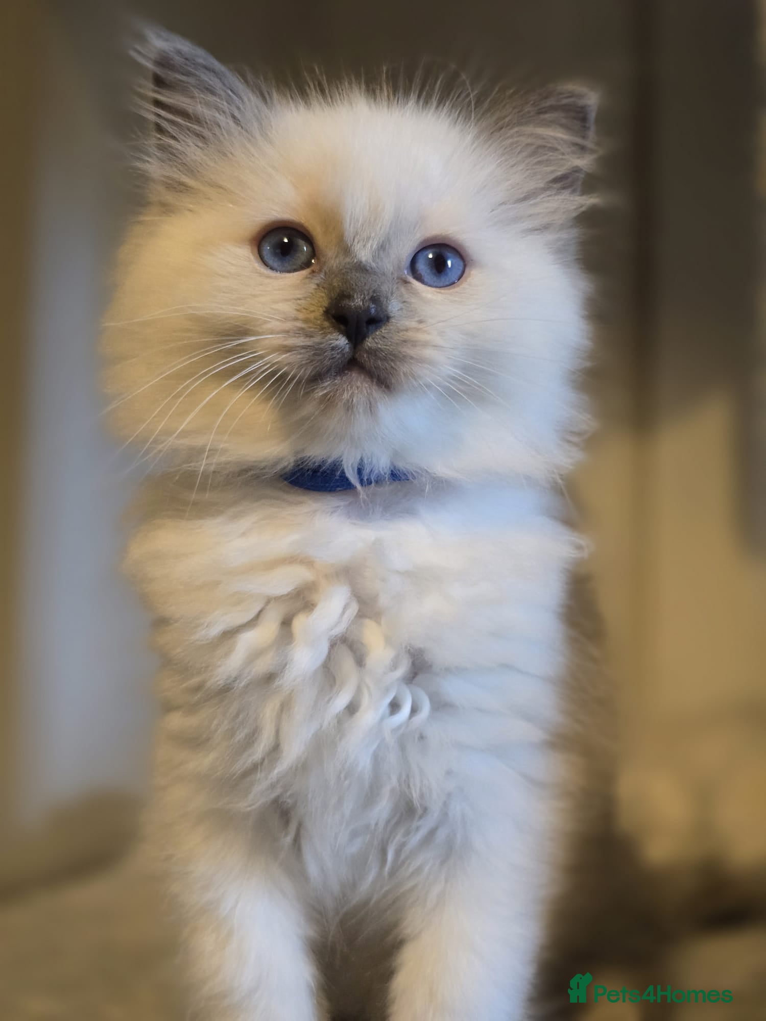 Ragdoll cats Precious GOOF Registered Ragdoll Kittens - 1 Boy - Advert 18