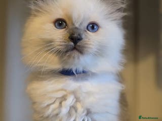 Ragdoll cats Precious GOOF Registered Ragdoll Kittens - 1 Boy - Advert 18
