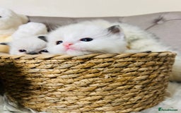Ragdoll cats for stud: Amazing proven stud !!!  in Romford - Image 15