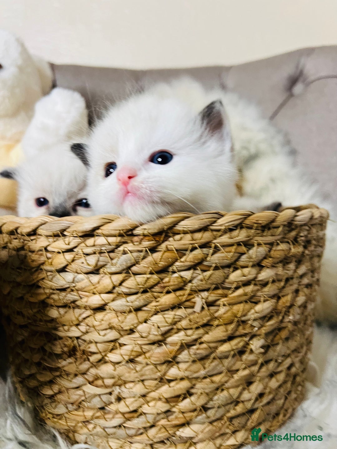 Ragdoll cats for stud: Amazing proven stud !!!  in Romford - Image 15