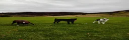 Labrador Retriever dogs for sale: Rhys. in Edinburgh - Advert 3