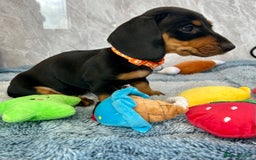 Miniature Dachshund dogs for sale: Miniature dachshund puppies  - Image 12