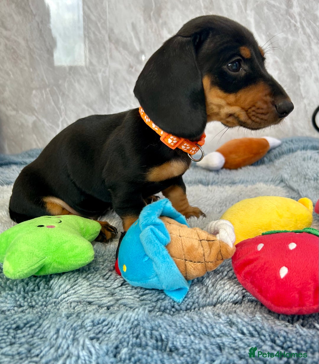 Miniature Dachshund dogs for sale: Miniature dachshund puppies  - Image 12