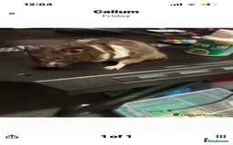 Hamster rodents for sale: male hamster and cage for sale - Image 2