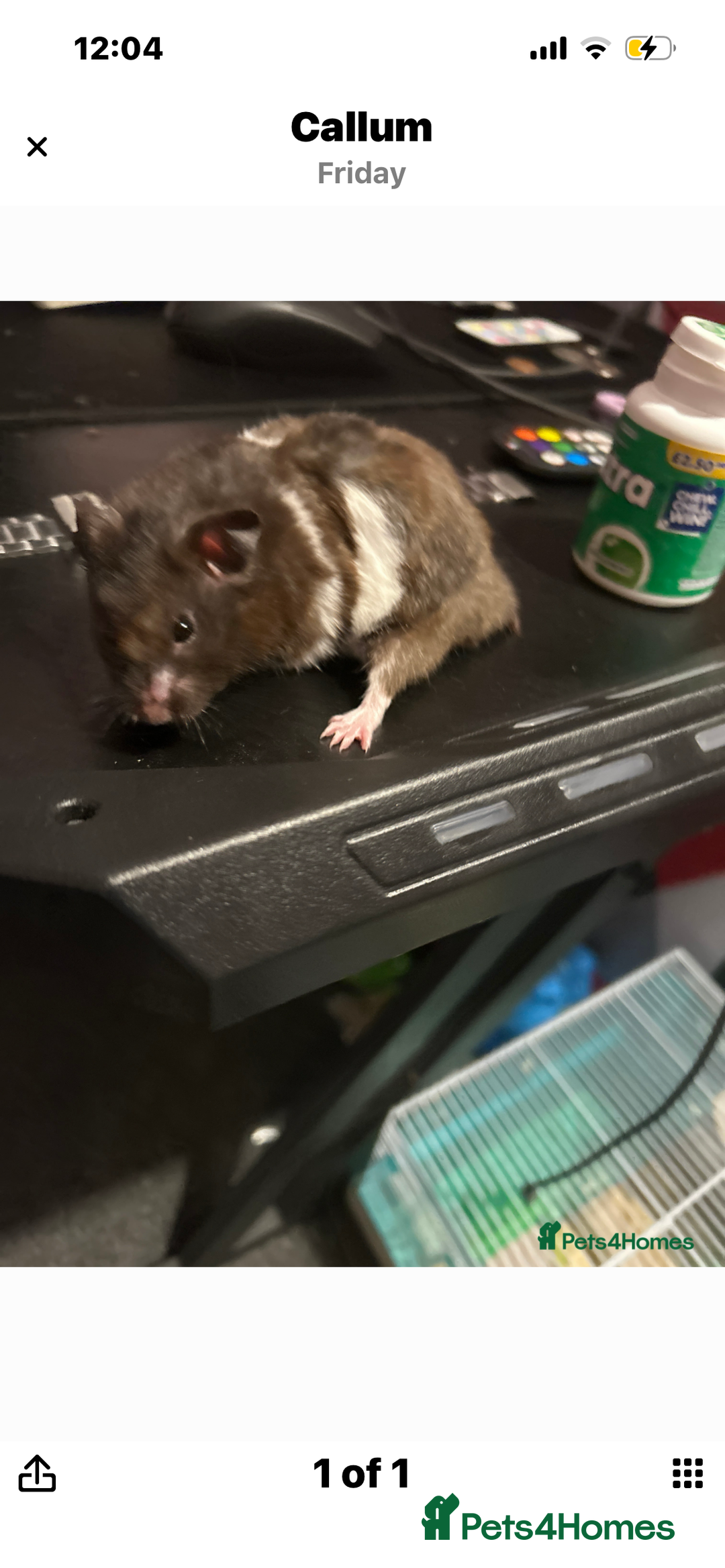 Hamster rodents for sale: male hamster and cage for sale - Image 2