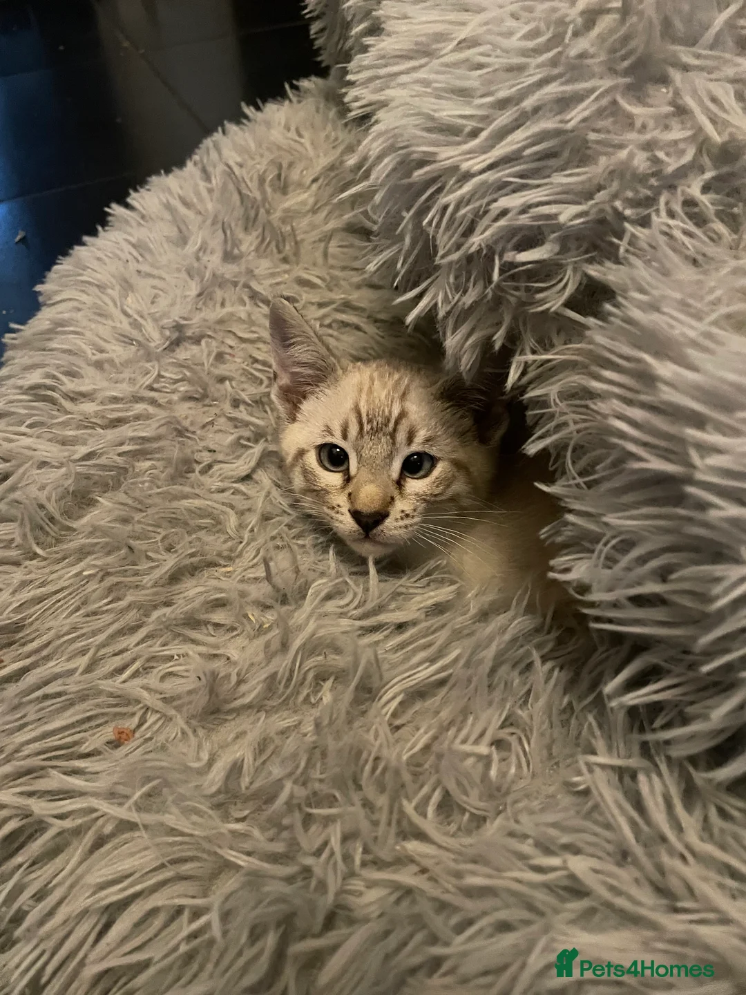 Bengal cats for sale: ❤️INTRODUCING 4 BEAUTIFUL FELINES KITTENS ❤️ - Advert 10