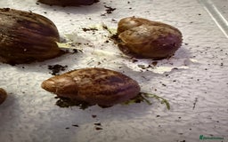 Snails invertebrates for sale: Ovum snails  - Advert 3