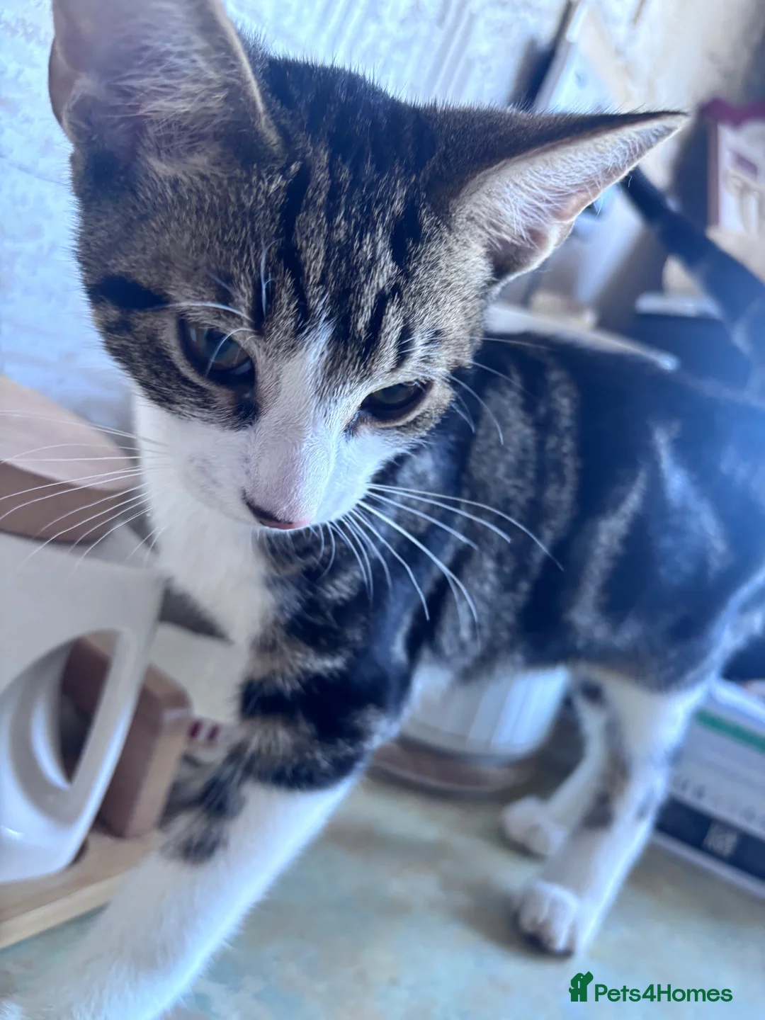 Domestic Shorthair cats for adoption: Beautiful Male  - Advert 4