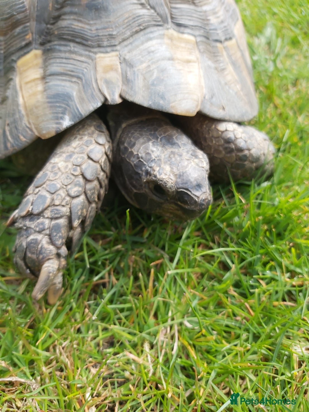 Tortoise reptiles for sale: Harold - Image 1