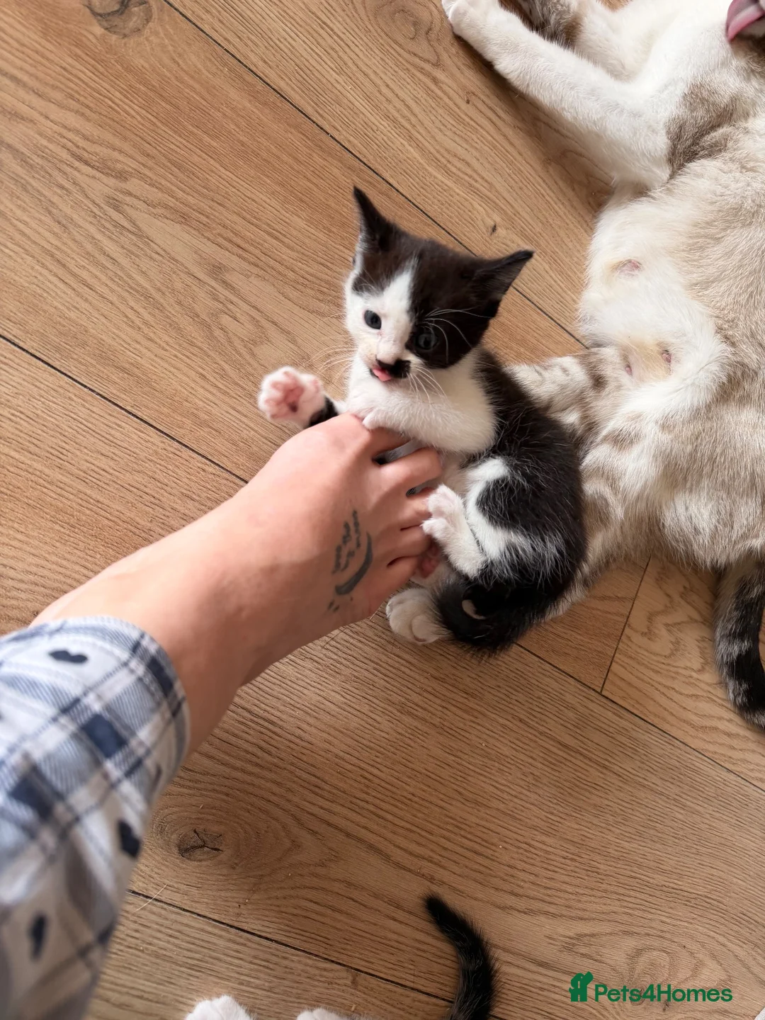 Mixed Breed cats for sale: 2 beautiful kittens  - Advert 2