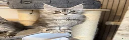 Maine Coon cats for sale: 🐾Three Beautiful Pedigree Maine Coon Boys🐾 - Advert 20