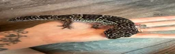 Leopard Gecko reptiles for sale: Community of leopard geckos  - Advert 4