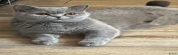 British Shorthair cats for sale: Beautiful British Blue  - Advert 8