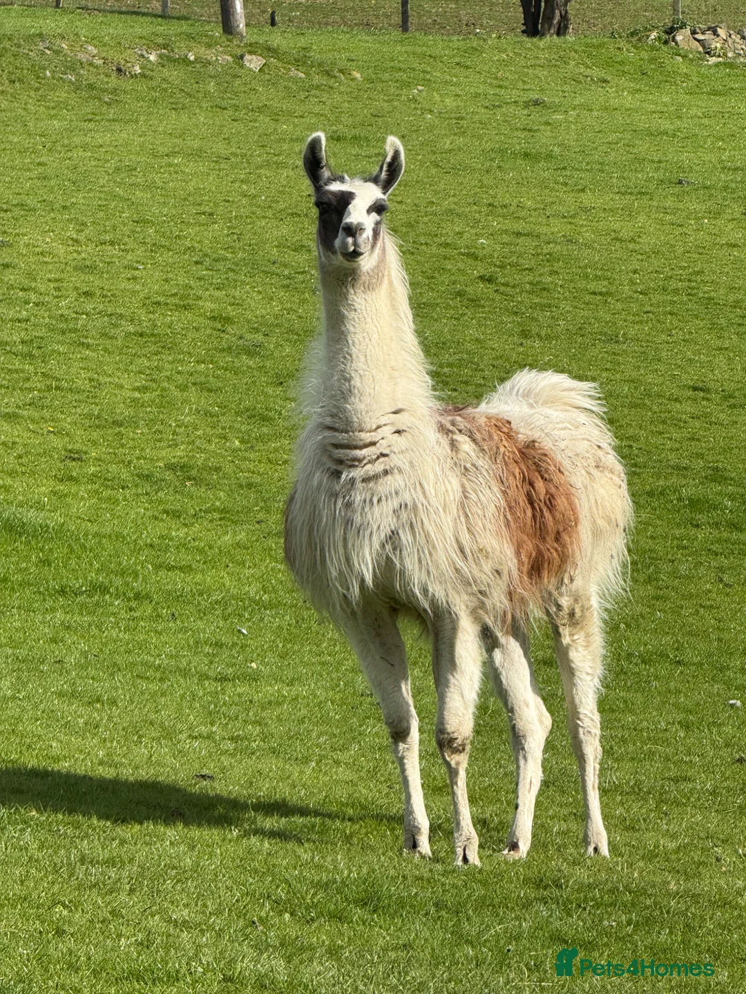 Llama livestock for sale: Male Llama for sale 🦙  - Advert 2