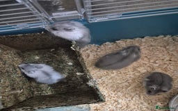 Hamster rodents for sale: Russian hamsters babies  - Advert 5