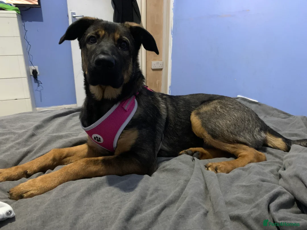 Mixed Breed dogs for sale: Sky female - Advert 2