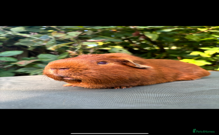 Guinea Pig rodents - Advert 7