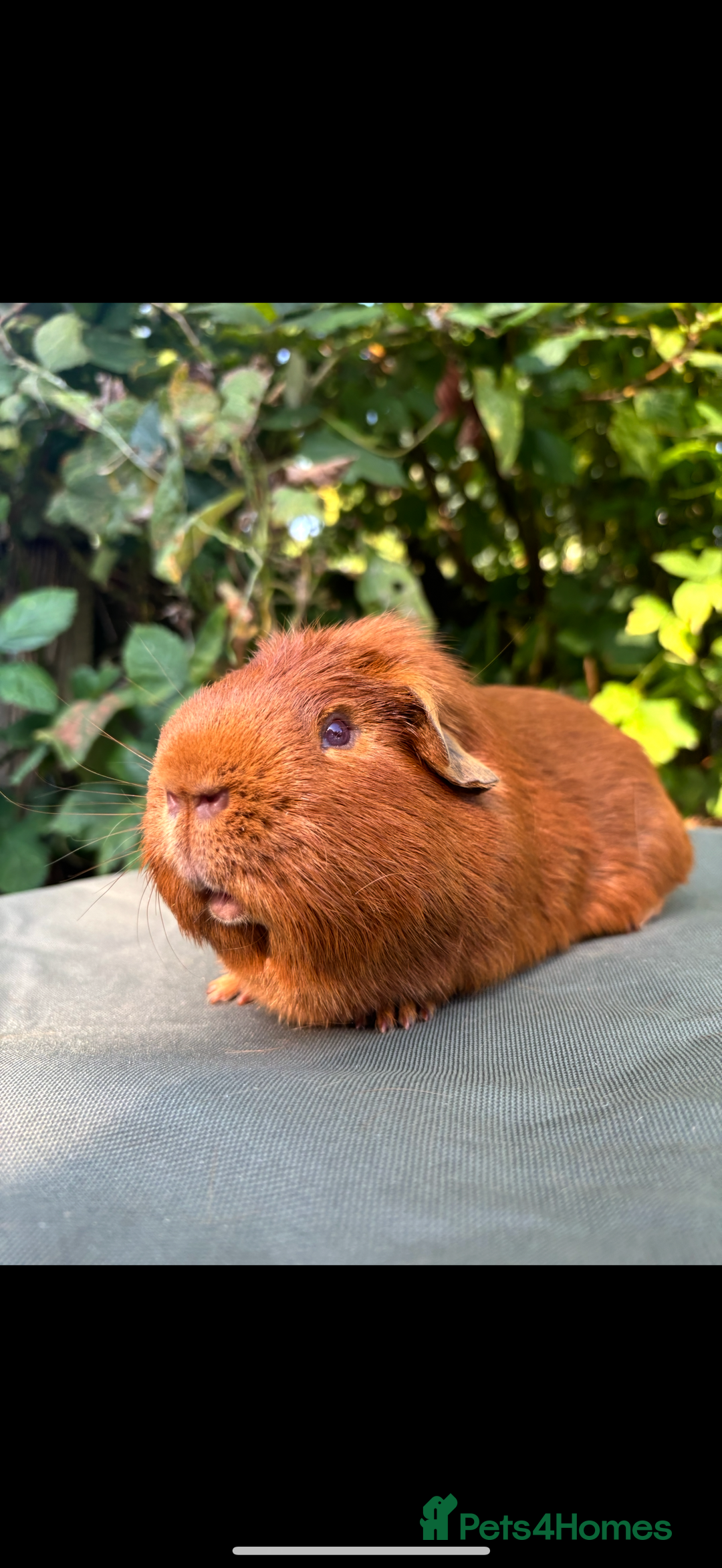 Guinea Pig rodents for sale: 2 pairs and Kavee cage - Image 1